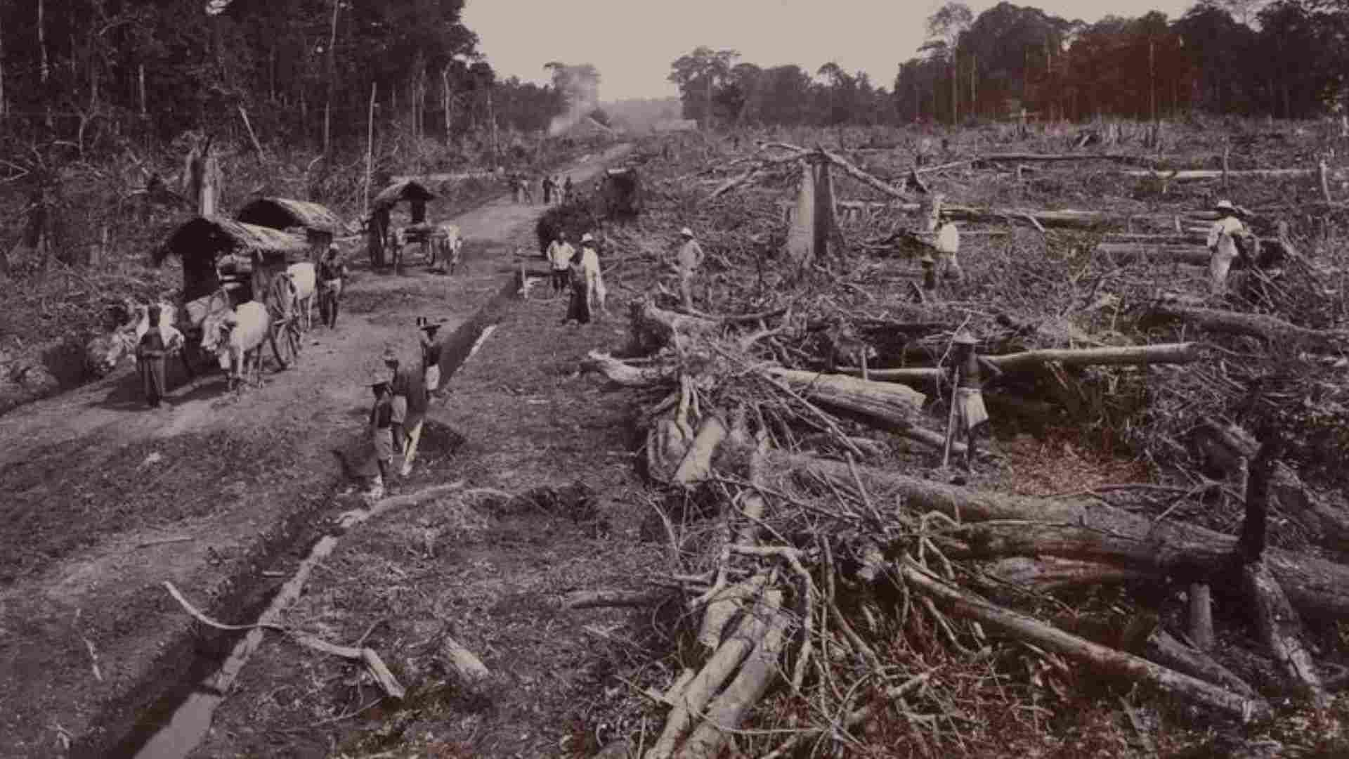 Sistem Tanam Paksa (Cultuurstelsel) dan Dampaknya bagi Rakyat Indonesia